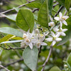 Jasmine