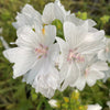 White Musk