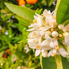 Neroli
