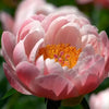 Peony