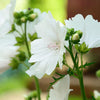 White Musk